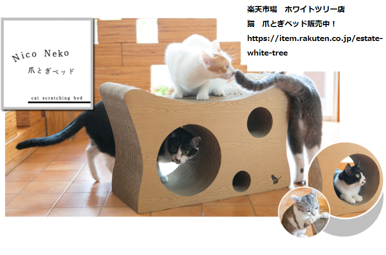 猫写真　爪とぎ